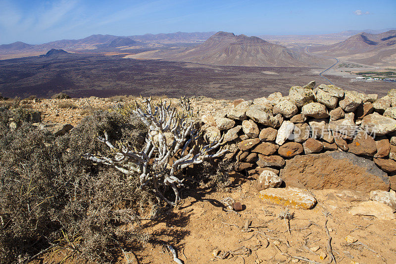 Tabaibas和种子在Tablero del Saladillo - Fuerteventura